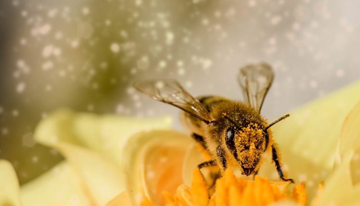 bee-1726659_1920-1024x683-1024x585