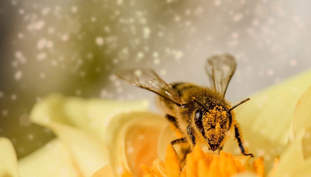 bee-1726659_1920-1024x683-1024x585