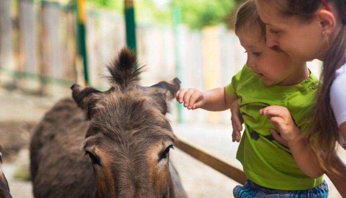 pic_zoo